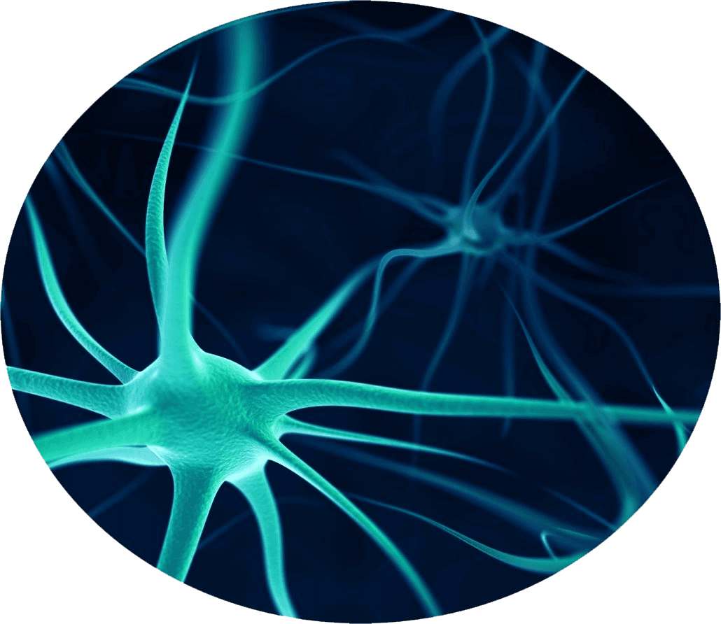 Neurônio e Sinapses - Base Científica